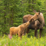 ADFG Will Offer 25 Permits for Raspberry Island Cow Elk Hunt