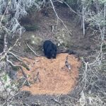Bear Baiting Will Again Be Permitted For Hunts In Alaska National Parks