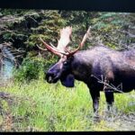 A One-Eyed Bull Moose Encounter In Alaska
