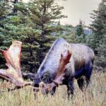 Raised In Alaska Goes Head To Head With Massive Moose