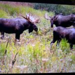 Raised In Alaska Checks Out Moose Velvet Shedding Season