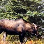 Raised In Alaska Tries To Solve A Moose Mystery